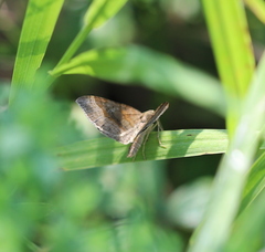 Scotopteryx chenopodiata