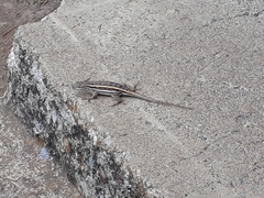 Sceloporus virgatus