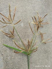 Cyperus