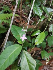 Pseuderanthemum