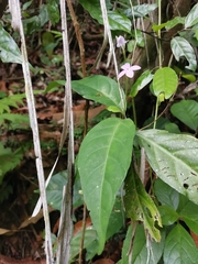 Pseuderanthemum
