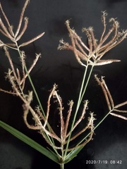 Cyperus