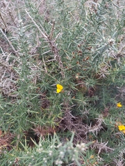 Ulex