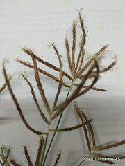 Cyperus