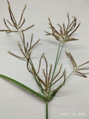 Cyperus