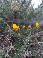 Ulex