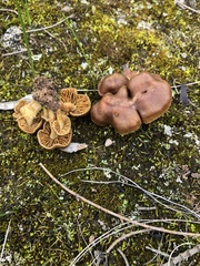 Agaricomycetidae