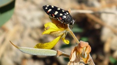 Acmaeodera gibbula