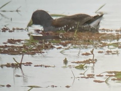 Porphyriops melanops