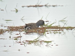 Porphyriops melanops