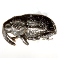 Microbaris galvestonica