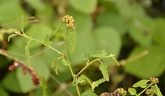 Melochia corchorifolia