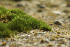 Ditrichum heteromallum