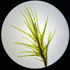 Ditrichum heteromallum