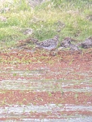 Gallinago paraguaiae