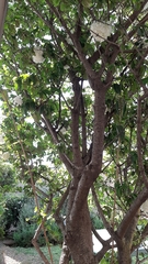 Viburnum macrocephalum