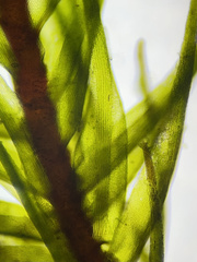 Ditrichum heteromallum