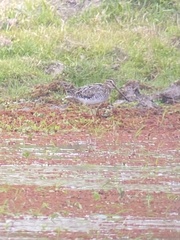 Gallinago paraguaiae