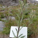 Osterhout's Thistle - Photo (c) LoraineYeatts, some rights reserved (CC BY-NC), uploaded by LoraineYeatts