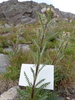 Osterhout's Thistle - Photo (c) LoraineYeatts, some rights reserved (CC BY-NC), uploaded by LoraineYeatts