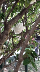 Viburnum macrocephalum