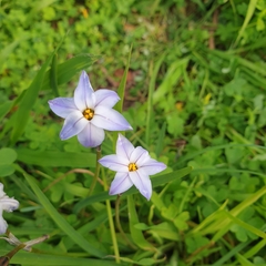 Ipheion uniflorum