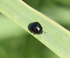 Coptosoma scutellatum