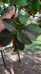 Viburnum macrocephalum