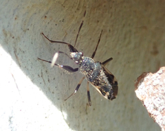 Rhyparochromidae