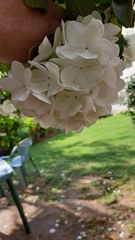 Viburnum macrocephalum