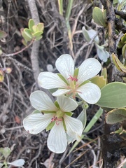Geranium cuneatum