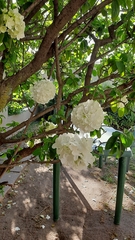 Viburnum macrocephalum