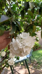 Viburnum macrocephalum