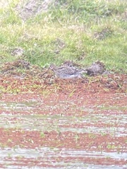 Gallinago paraguaiae