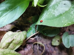 Coccinelloidea