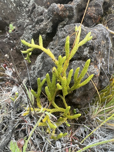 Lycopodium venustulum