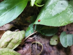 Coccinelloidea