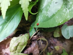 Coccinelloidea