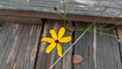Coreopsis linifolia