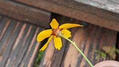 Coreopsis linifolia