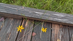 Coreopsis linifolia
