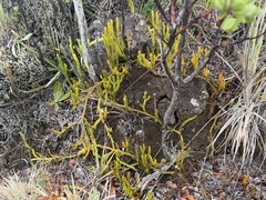 Lycopodium venustulum venustulum