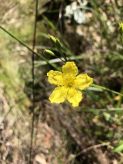 Liparophyllum exaltatum