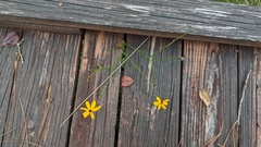 Coreopsis linifolia