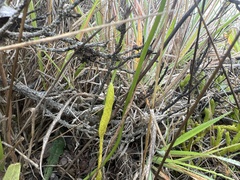 Lycopodium venustulum venustulum