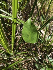 Liparophyllum exaltatum