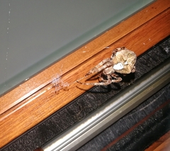 Araneus