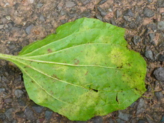 Peronospora alta