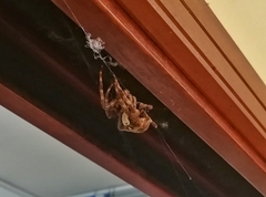 Araneus