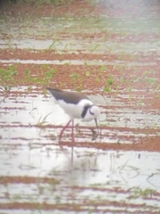 Himantopus mexicanus melanurus
